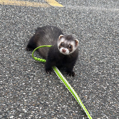 Pettorina in Paracord